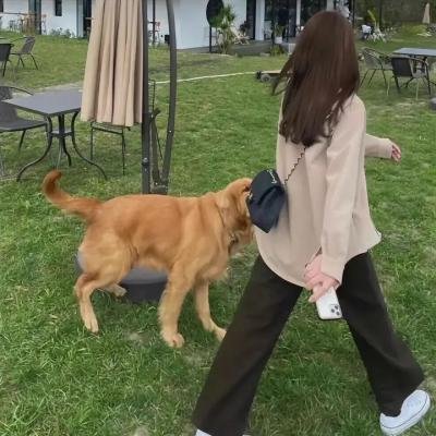 太阳花